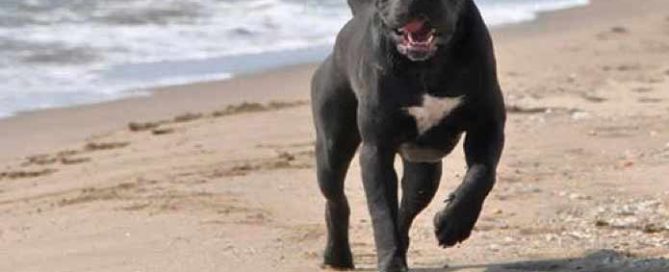 where buy cane corso and for sale cane corso puppies is Tampa3