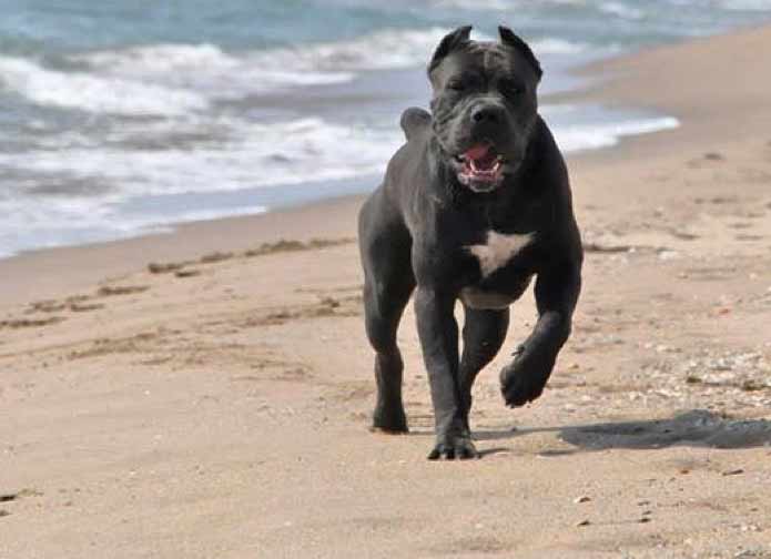 where buy cane corso and for sale cane corso puppies is Tampa3