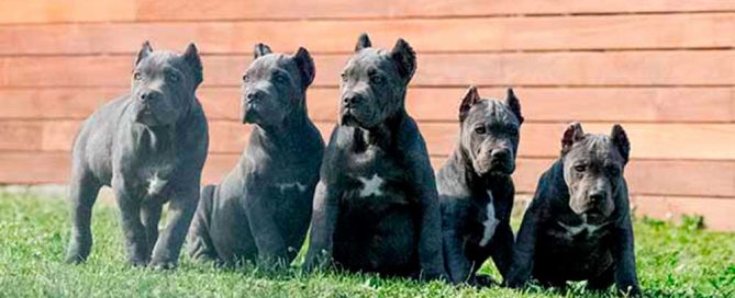 where buy cane corso and puppies for sale in Oklahoma