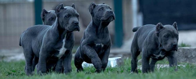 where buy cane corso and puppies for sale in massachusetts3