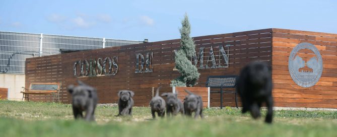 where buy cane corso in Corpus Christi and breeders of cane corso in Texas