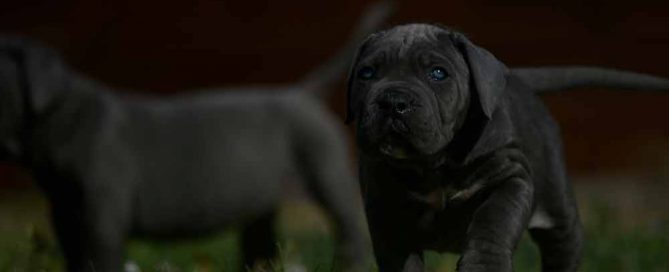 where buy cane corso in Fresno and Breeders of cane corso in Nevada1