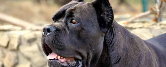 where buy cane corso in Georgetown breeders of cane corso in Guyana