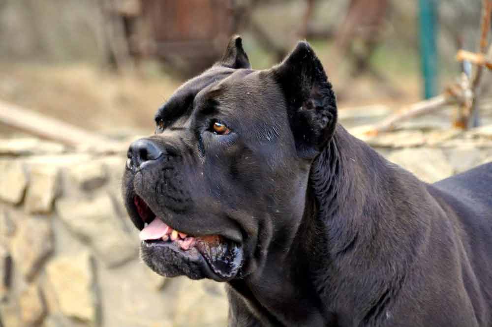 where buy cane corso in Georgetown breeders of cane corso in Guyana