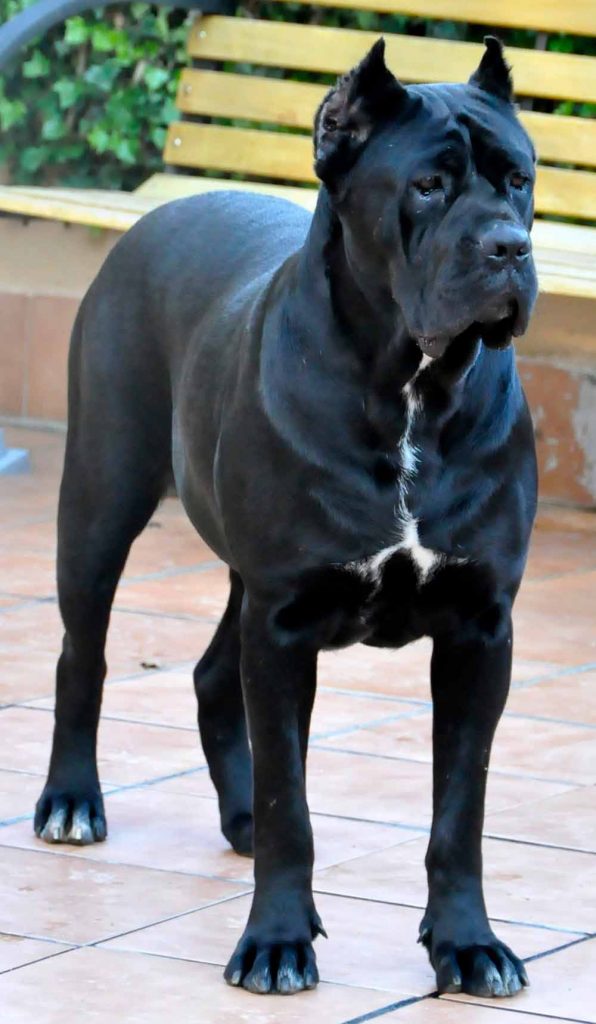 where buy cane corso in Georgia and for sale cane corso puppies