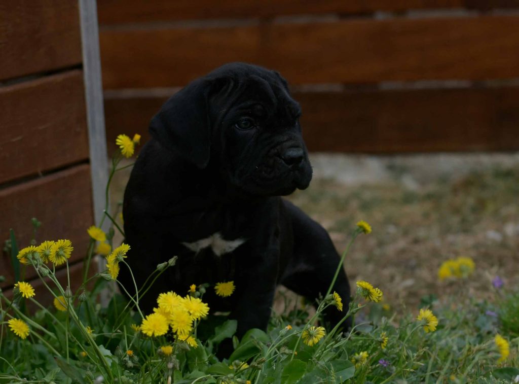 where buy cane corso in Long Beach and breeders of cane corso in California1
