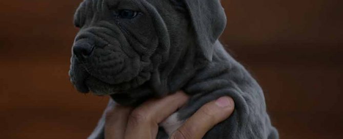 where buy cane corso in Long Beach and breeders of cane corso in California2