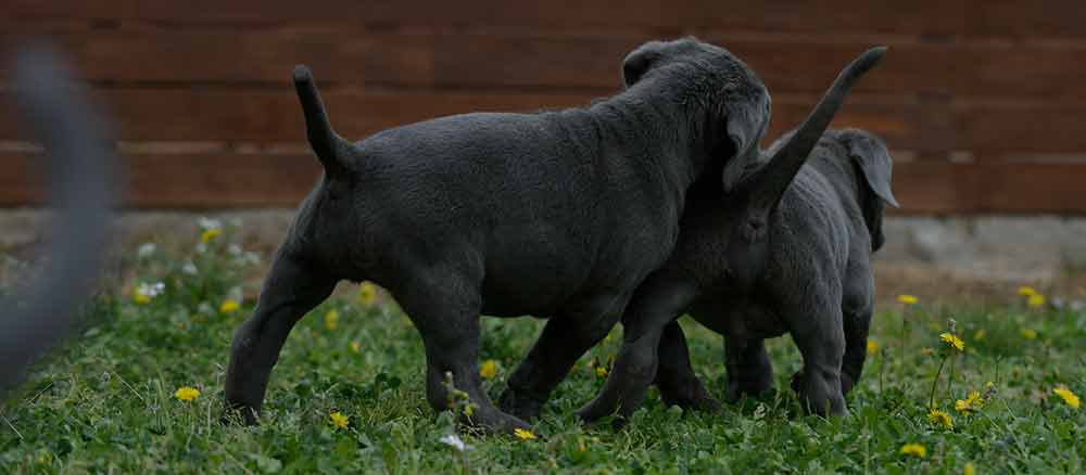 where buy cane corso in Omaha ne and Breders of cane corso in Nebraska1