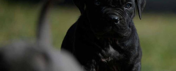 where buy cane corso in las vegas and breeders of italian mastiff in Nevada