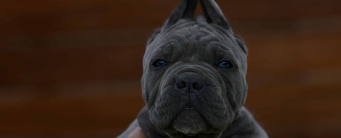 where buy cane corso puppies in Augusta Maine2