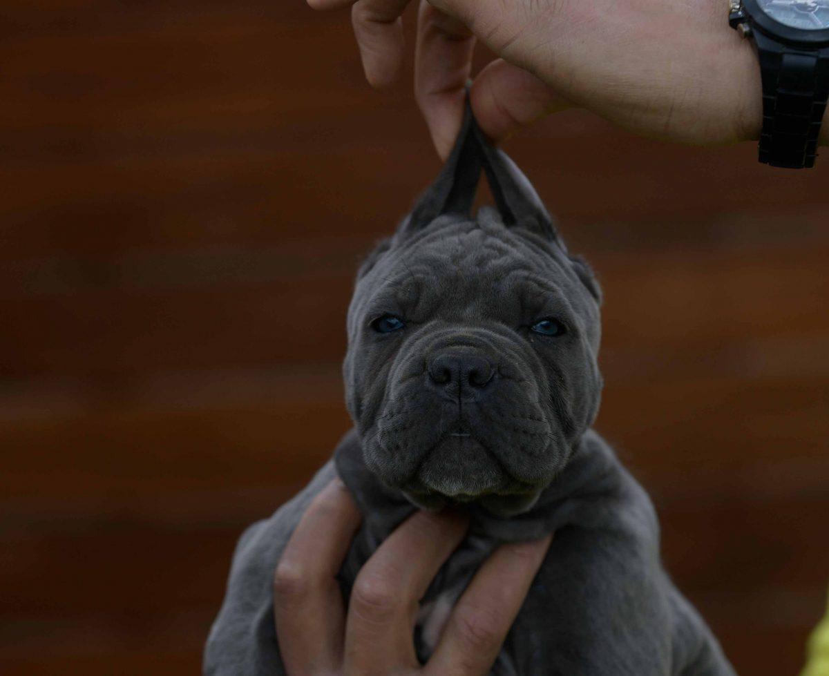 where buy cane corso puppies in Augusta Maine2