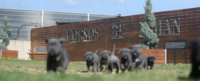 where buy cane corso puppies in Herderson and breeders of cane corso in Nevada