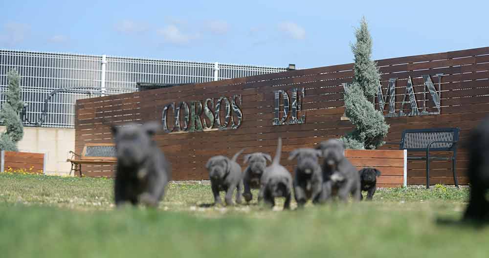where buy cane corso puppies in Herderson and breeders of cane corso in Nevada