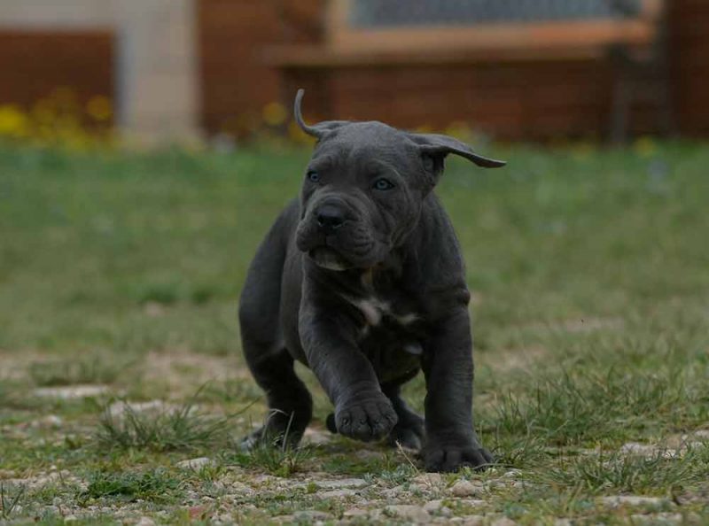 where buy cane corso puppies in Herderson and breeders of cane corso in