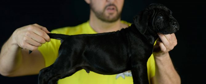 where buy cane corso puppies in Riverside and breeders of italian mastiff in CA1