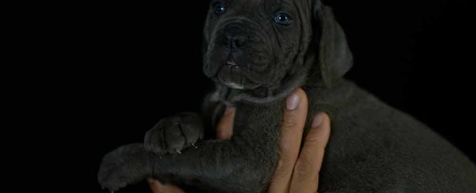 where buy cane corsos in lexington and breeders of cane corso in kentucky
