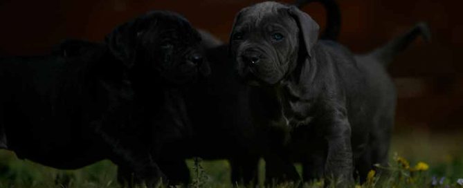 where buy cane corsos in louisville and breeders of italian mastiff in Kentucky2