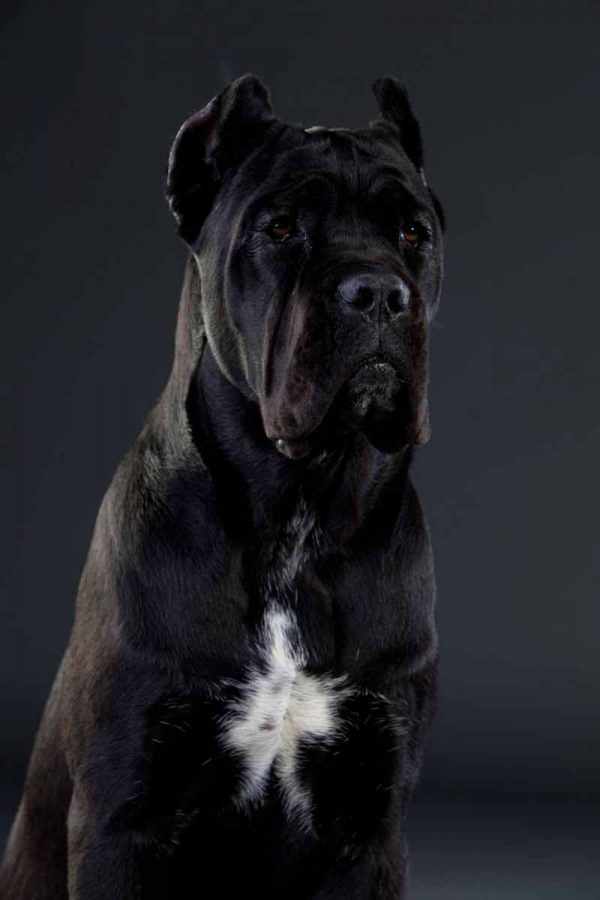 where buy dog cane corso in Alaska and puppies for sale Cane Corso