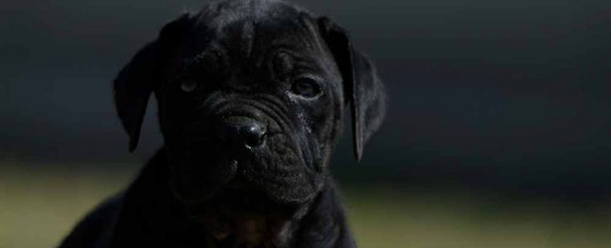 where to buy cane corsos in oklahoma2