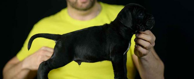 Buy Italian mastiff in Ontario and for sale cane corso puppies in Canada