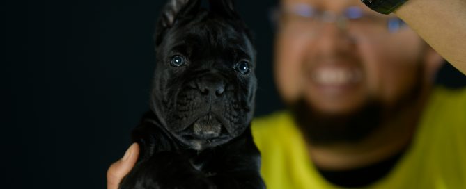 Buy cane corso puppies and italian mastiff in Newport, Rhode Island.
