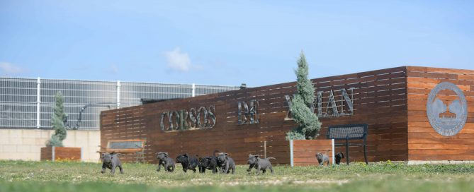 Buy cane corso puppies in Fort Wayne and Breeders of Italian mastiff in Indiana