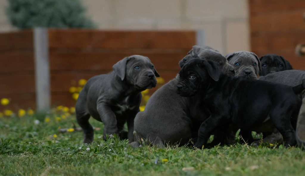 Buy cane corso puppies in Fort Wayne and Breeders of Italian mastiff in