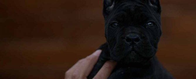 Buy dog cane corso puppies in Richmond and breeders of italian mastiff in Virginia