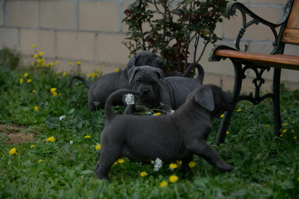 Buy dog cane corso puppies in Richmond and breeders of italian mastiff in Virginia1