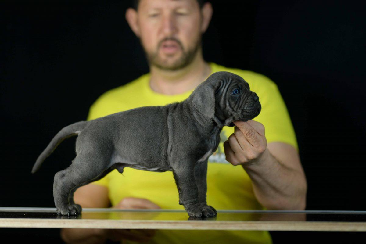 COMPRAR CACHORROS DE CANE CORSO EN CAMBRILS Y VENTA DE CANE CORSO ITALIANO EN CATALUÑA