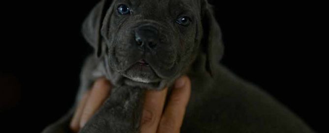 COMPRAR CACHORROS DE CANE CORSO EN VILAJOYOSA Y VENTA DE CANE CORSO ITALIANO EN VALENCIA