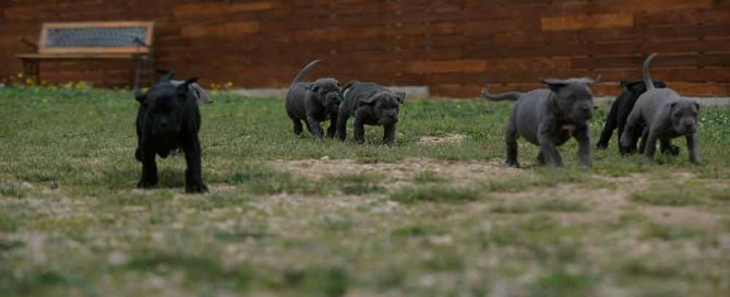 COMPRAR CACHORROS DE CANE CORSO ITALIANO EN ESTEPONA Y CRIADORES DE CANECORSO EN COSTA DEL SOL