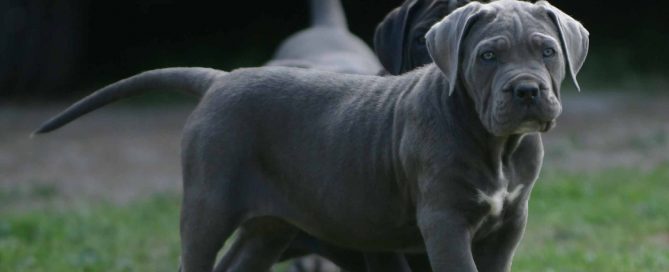COMPRAR CACHORROS DE PERRO CANE CORSO EN TORREMOLINOS Y CRIADORES DE CANE CORSO