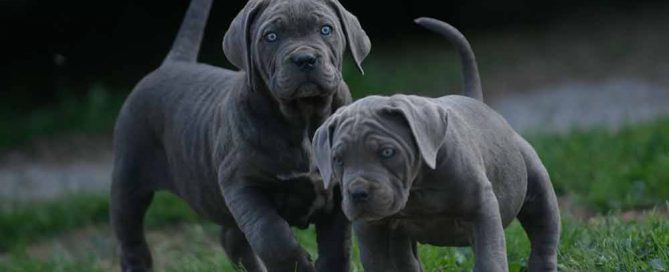 COMPRAR CANE CORSO EN BENAHAVIS Y VENTA DE CACHORROS DE PERRO CANE CORSO ITALIANO