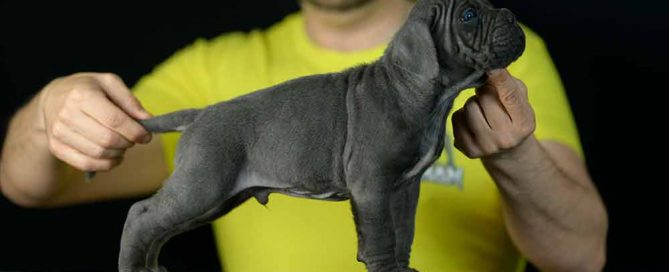 COMPRAR PERRO CANE CORSO CAHORRO BLUE-AZUL EN MARBELLA