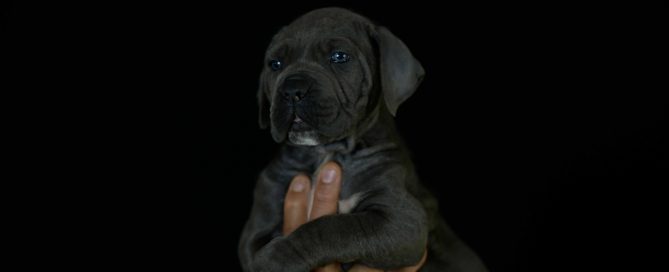 COMPRAR PERRO CANE CORSO ITALIANO EN MADRID