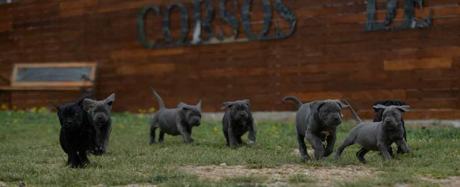 Comprar Cachorros de Cane corso italiano y Venta de canecorsos en Guadalajara