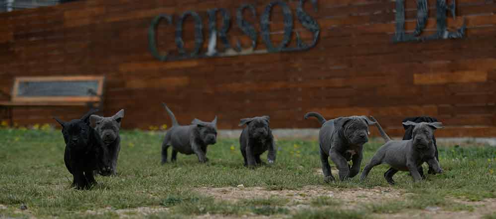 Comprar Cachorros de Cane corso italiano y Venta de canecorsos en Guadalajara