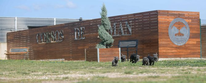 Comprar Cachorros de cane corso Italiano en Medellin y Criadores de mastin italiano en Colombia