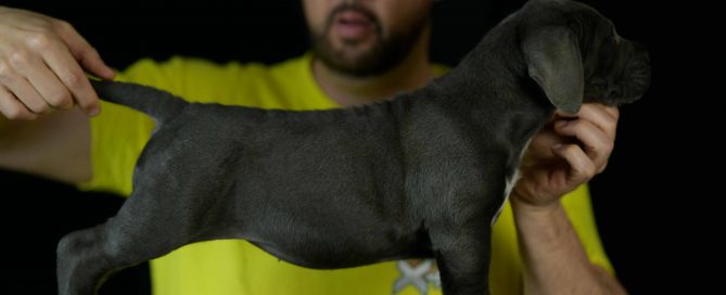 Comprar cachorros de cane corso en Guadalajara y venta de cachorros en Castilla La Mancha
