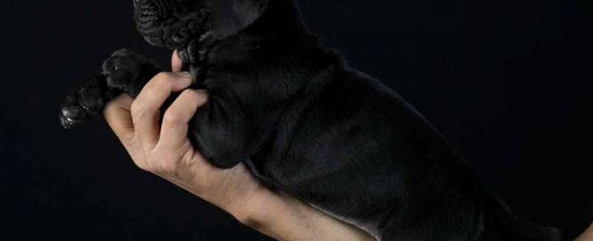Comprar cachorros de cane corso en Madrid