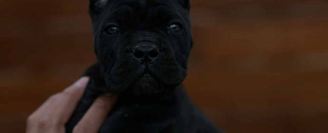 Comprar cachorros de cane corso en Segovia y Criadores de cane corso en Castilla La Mancha