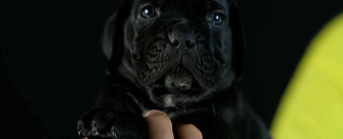 Comprar cachorros de cane corso italiano en Fuengirola Malaga