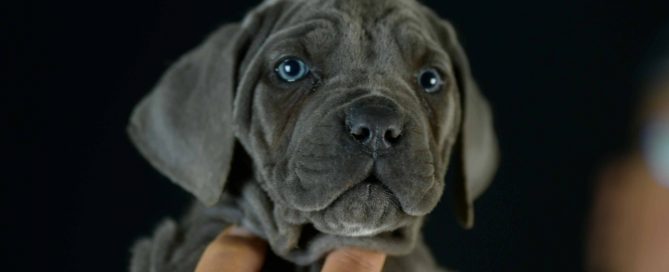 Comprar cachorros de cane corso italiano en Fuengirola y Criadores de cane corso en La Costa de Sol