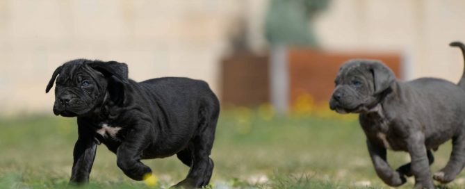 Comprar cachorros de cane corso italiano en Valencia