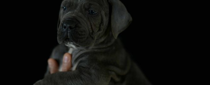 Comprar cachorros de cane corso italiano y Venta de perros mastin italiano en El Hierro