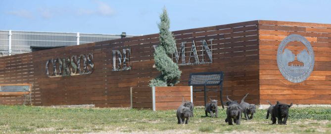 Comprar cachorros de cane corso y Venta de cane corso italiano en Miami Florida