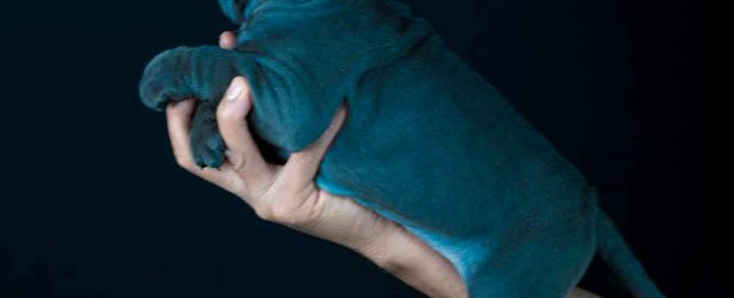 Comprar cachorros de cane corso y criadores de cane corso italiano en Barcelona