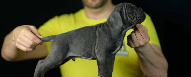 Comprar cachorros de cane corso y venta de cachorros de cane corso italiano en Albacete