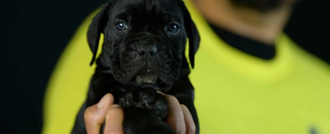 Comprar cachorros los mejores cachorros de cane corso en Sevilla